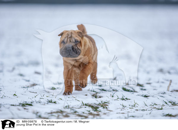 young Shar Pei in the snow / MW-09878
