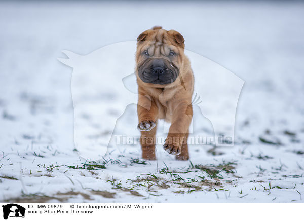 young Shar Pei in the snow / MW-09879
