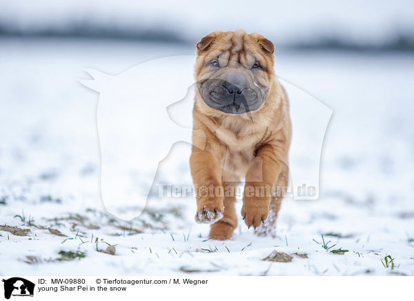 young Shar Pei in the snow / MW-09880