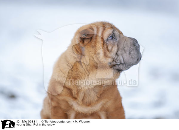 young Shar Pei in the snow / MW-09881