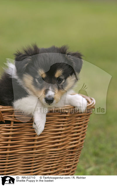 Sheltie Welpe im Krbchen / Sheltie Puppy in the basket / RR-02710