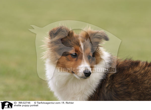 sheltie puppy portrait / RR-02746