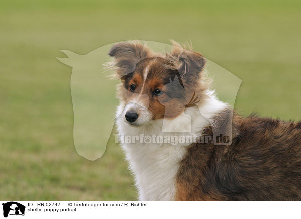 sheltie puppy portrait / RR-02747