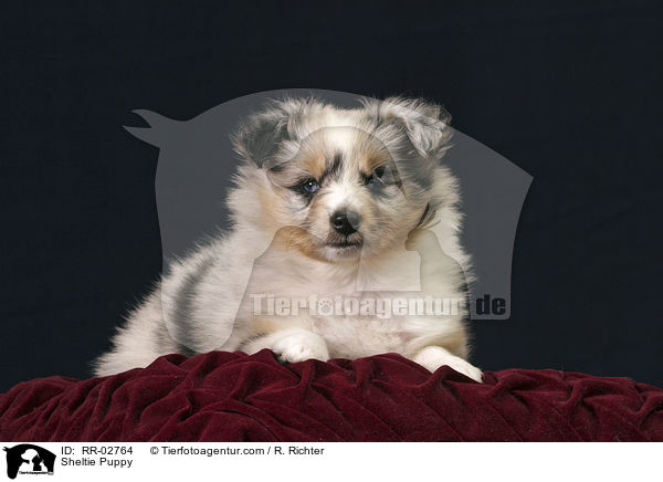 Sheltie Puppy / RR-02764