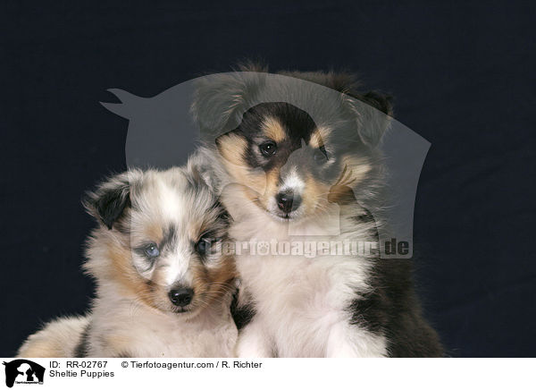 Sheltie Puppies / RR-02767