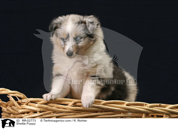 Sheltie Puppy / RR-02773