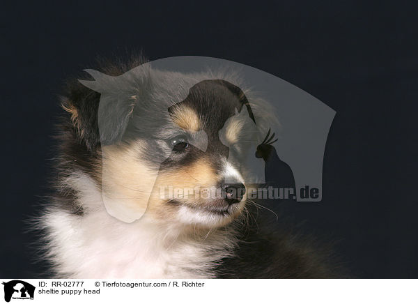 sheltie puppy head / RR-02777