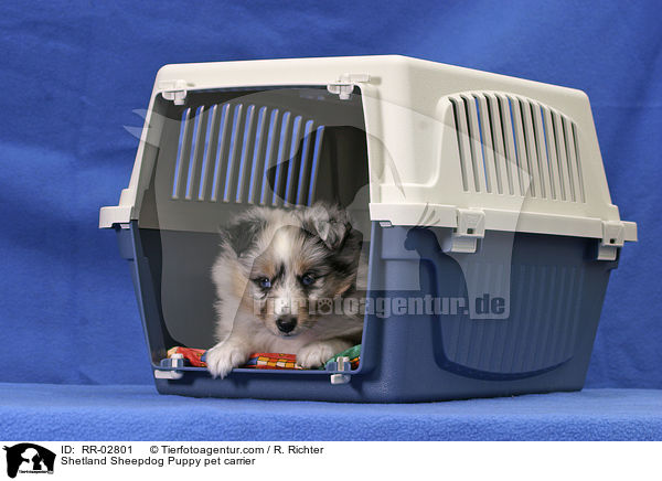 Shetland Sheepdog Puppy pet carrier / RR-02801