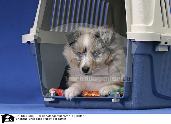 Shetland Sheepdog Puppy pet carrier / RR-02802