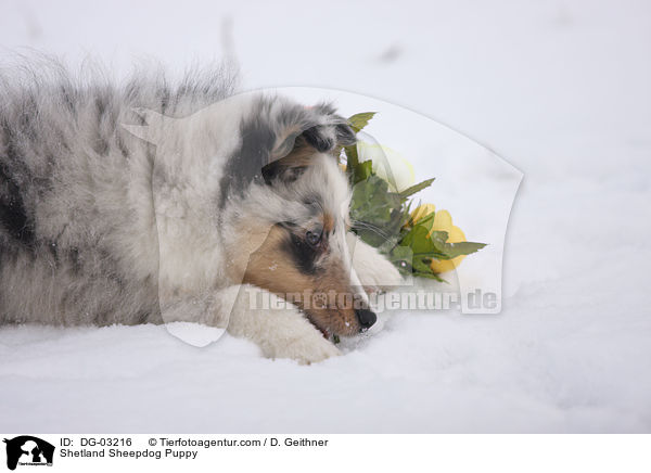 Shetland Sheepdog Puppy / DG-03216