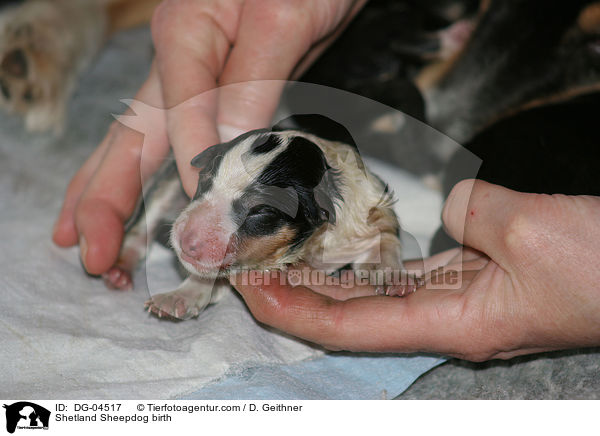 Shetland Sheepdog birth / DG-04517
