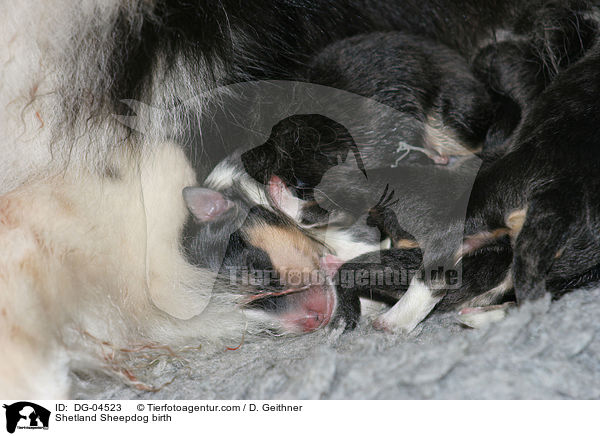 Shetland Sheepdog birth / DG-04523