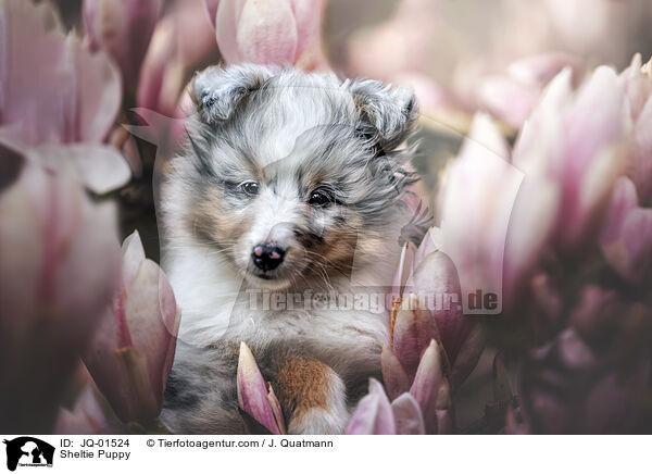 Sheltie Puppy / JQ-01524