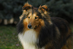 Sheltie Portrait