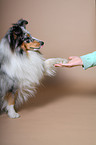 Shetland Sheepdog gives paw