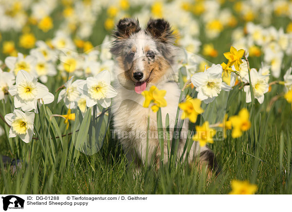 Shetland Sheepdog puppy / DG-01288