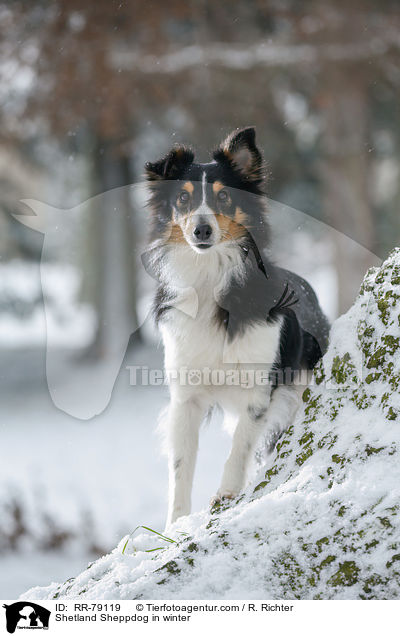 Shetland Sheppdog in winter / RR-79119