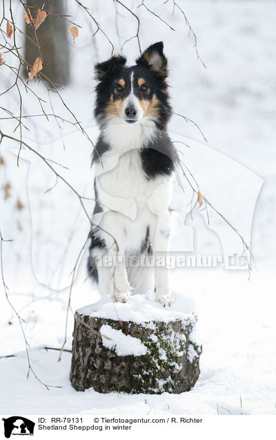 Shetland Sheppdog in winter / RR-79131
