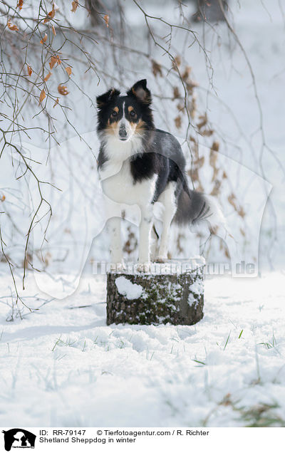 Shetland Sheppdog in winter / RR-79147
