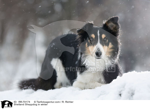 Shetland Sheppdog in winter / RR-79174