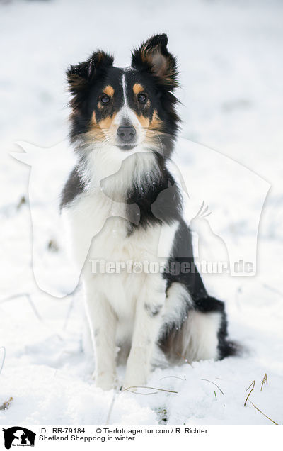 Shetland Sheppdog in winter / RR-79184