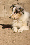 Shetland Sheepdog puppy