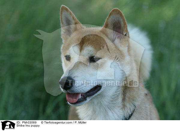 Shiba Inu Welpe / Shiba Inu puppy / PM-03089