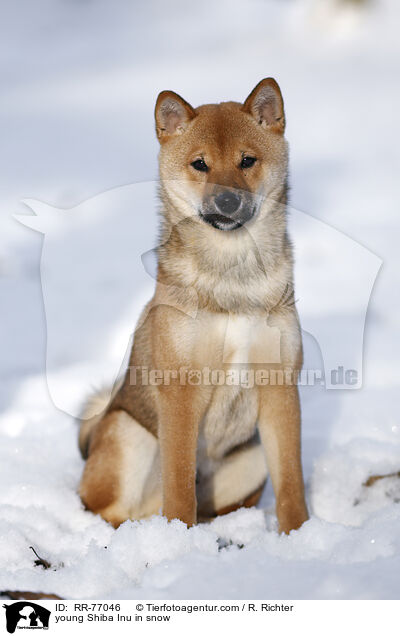 young Shiba Inu in snow / RR-77046