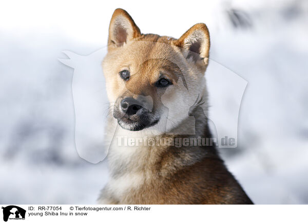 young Shiba Inu in snow / RR-77054