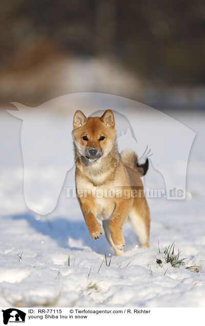 young Shiba Inu in snow / RR-77115