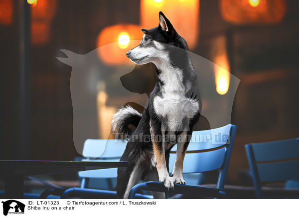 Shiba Inu auf einem Stuhl / Shiba Inu on a chair / LT-01323