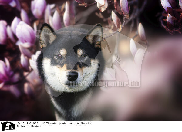 Shiba Inu Portrait / ALS-01062