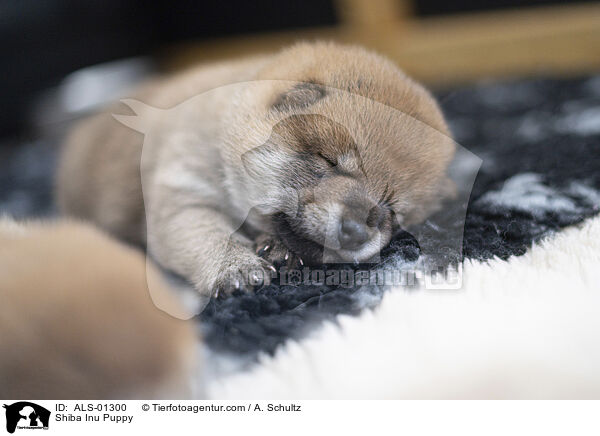 Shiba Inu Puppy / ALS-01300