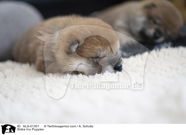 Shiba Inu Puppies / ALS-01301