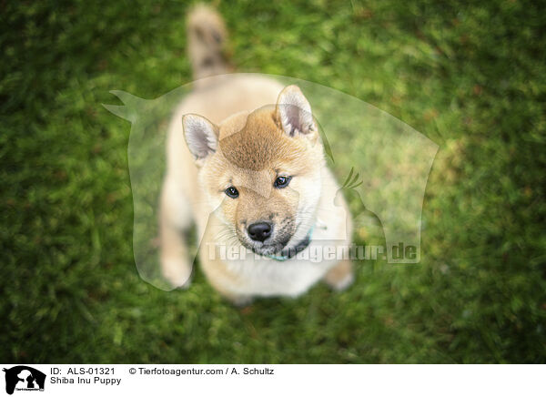 Shiba Inu Puppy / ALS-01321