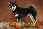 standing Shiba Inu