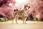 female Shiba Inu