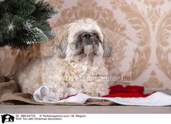 Shih Tzu with Christmas decoration / MW-24735