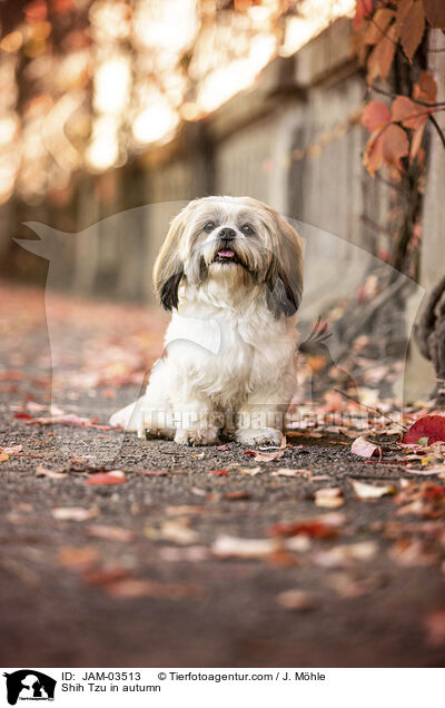 Shih Tzu in autumn / JAM-03513