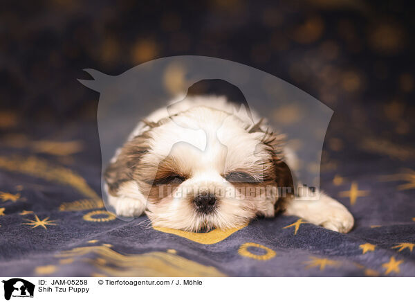 Shih Tzu Puppy / JAM-05258