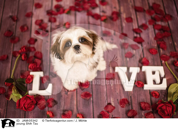 junger Shih Tzu / young Shih Tzu / JAM-05342