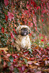 Shih Tzu between red vine leaves