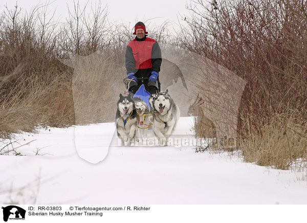 Siberian Husky Musher Training / RR-03803