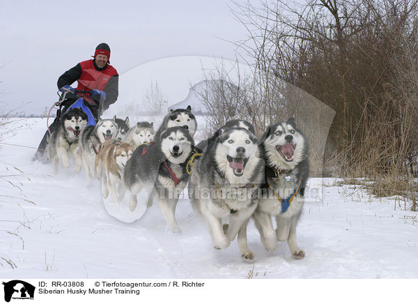 Siberian Husky Musher Training / RR-03808