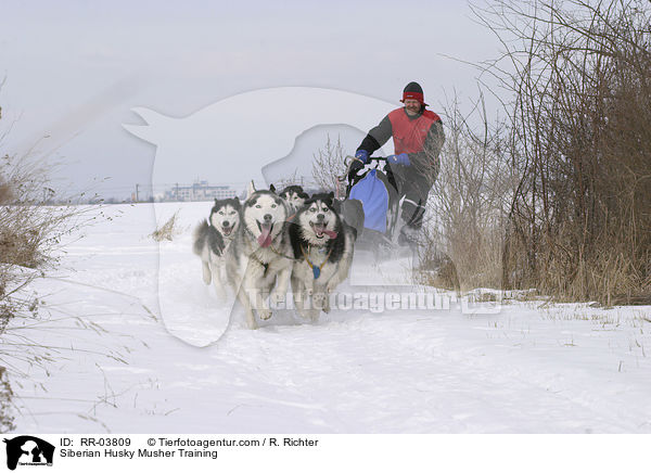 Siberian Husky Musher Training / RR-03809
