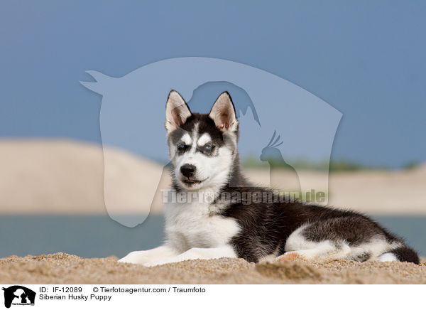 Siberian Husky Puppy / IF-12089