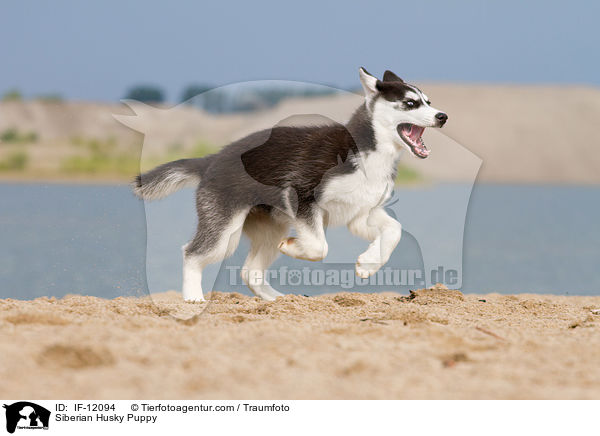 Siberian Husky Puppy / IF-12094