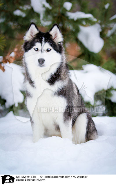 sitting Siberian Husky / MW-01735