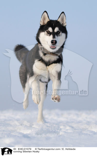 running Siberian Husky / EHO-01079