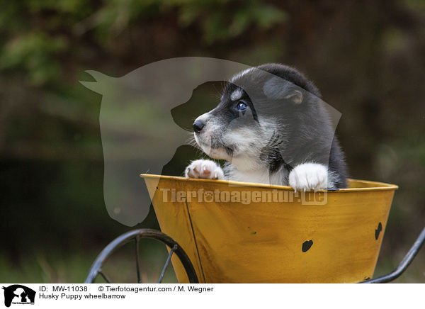 Husky Welpe in Schubkarre / Husky Puppy wheelbarrow / MW-11038